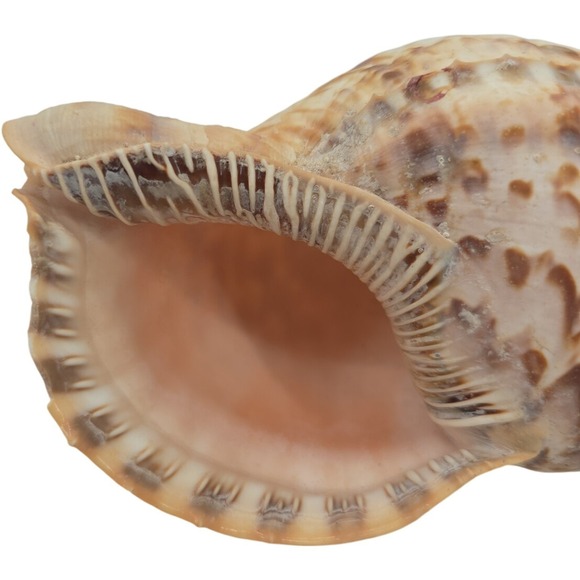 Triton's trumpet shell Charonia tritonis 7.5" - Picture 5 of 7